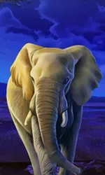 African Elephant
